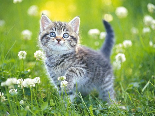Play Kittens Jigsaw Puzzle Collection Online
